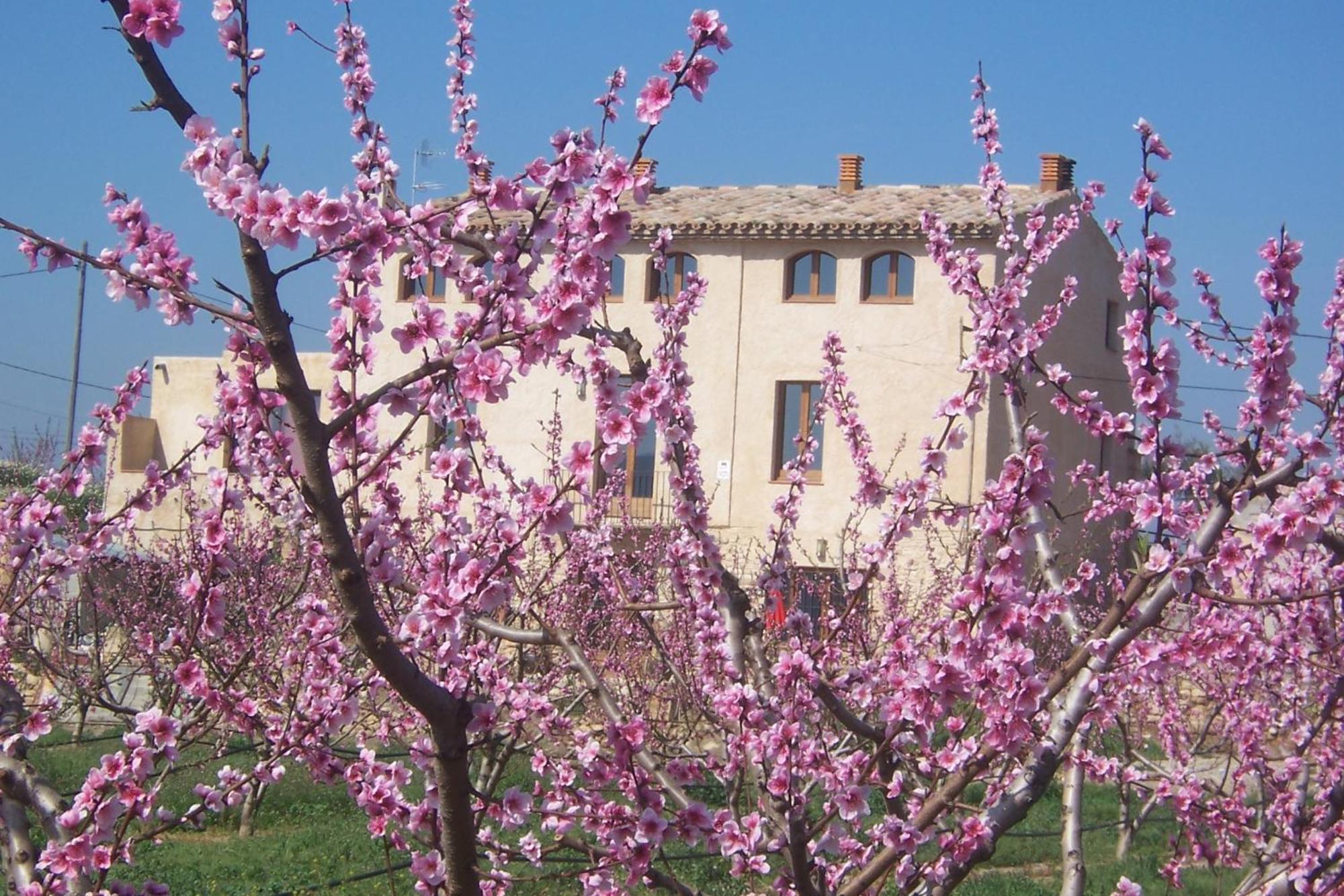 Benissanet Mas Taniet Hotel Rural المظهر الخارجي الصورة