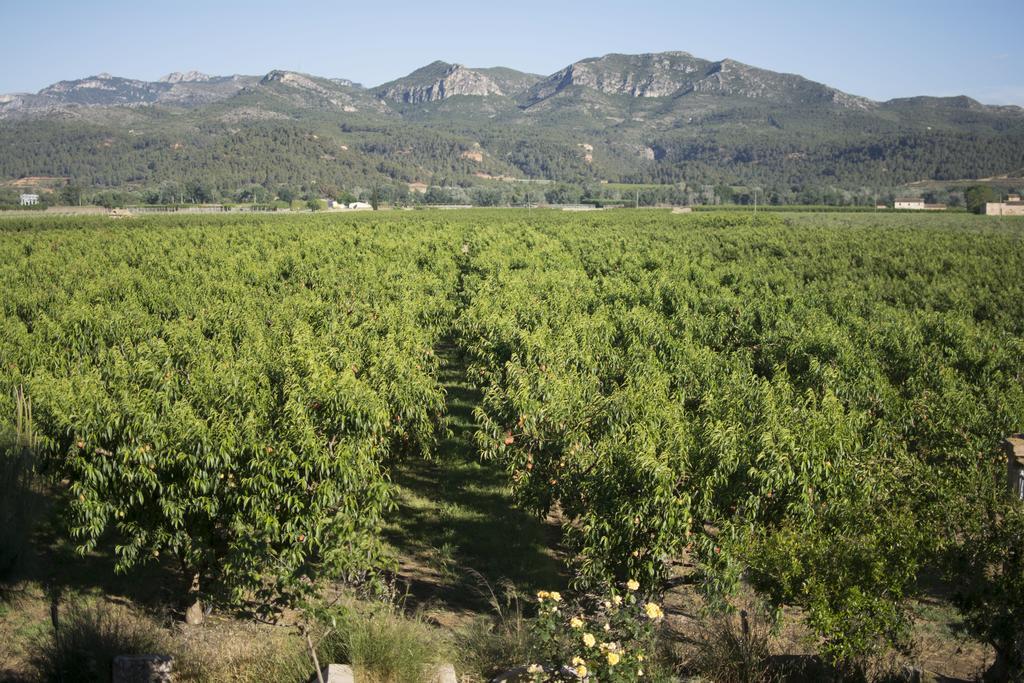 Benissanet Mas Taniet Hotel Rural المظهر الخارجي الصورة